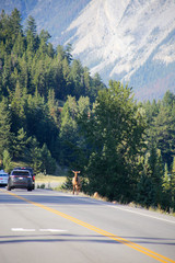 Deer in Jasper