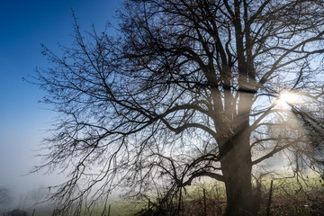 Baum am morgen im Nebel ohne Blätter - 339066953