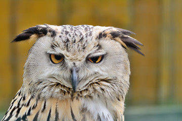 Portrait of Eurasian Eagle-Owl, Bubo bubo