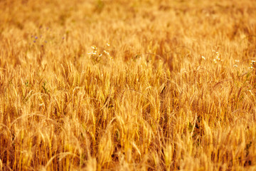 Yellow wheat field ready for farming in summer time.