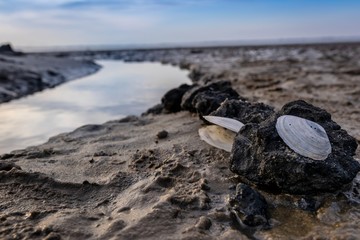Seashells at low tide on the beach