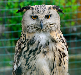 Fototapeta premium Portrait of Eurasian Eagle-Owl, Bubo bubo