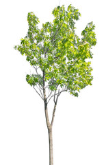 Fototapeta premium summer isolated green maple