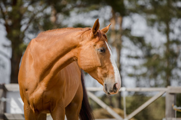 portrait of budyonny chestnut dressage gelding horse with white line posing in paddock in spring daytime
