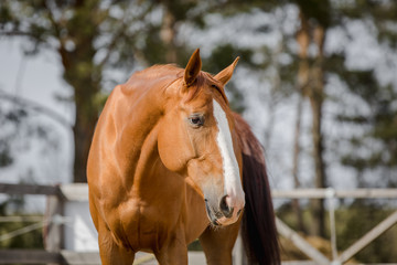 portrait of budyonny chestnut dressage gelding horse with white line posing in paddock in spring...