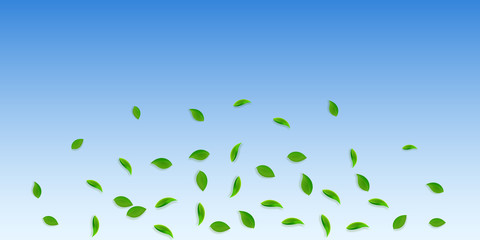 Falling green leaves. Fresh tea random leaves flyi