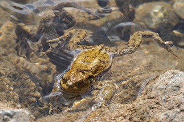 Frosch am Eibseeufer