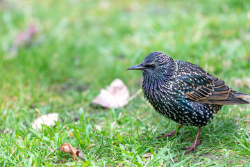 Starling in a garden in spring