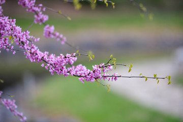 Cherry Blossom