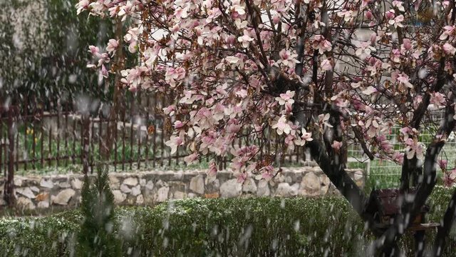 Blooming Magnolia Tree in spring sleet and street ambient - (4K)
