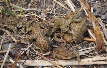 Froschparadis Eibseeufer