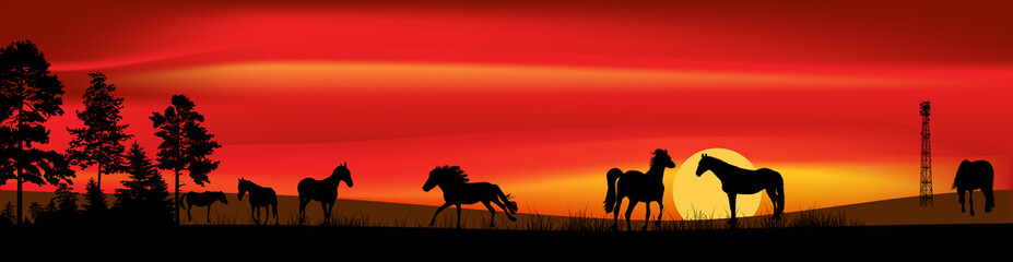 seven black horses in grass at orange sunset