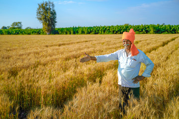Naklejka na ściany i meble young indian farmer at golden wheat field