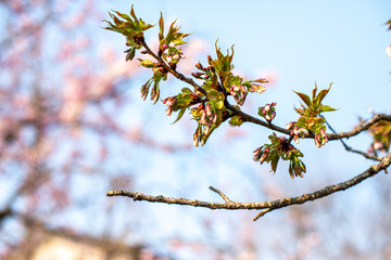桜桜