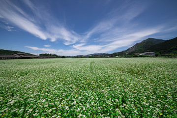 蕎麦の花畑