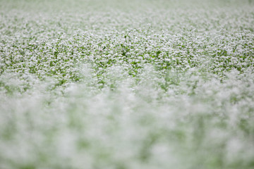 蕎麦の花
