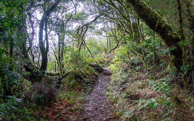 Obraz premium La Gomera mountain trails 
