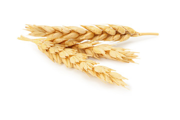 spikelets of wheat isolated on white background.