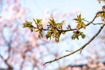 桜桜