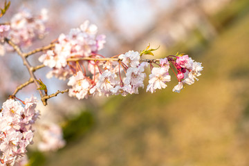 桜桜