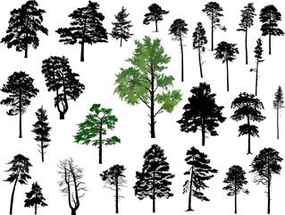 twenty seven pine trees set isolated on white