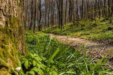 Hiking trail through green forest in early spring
