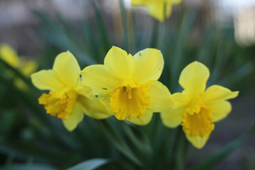 A bouquet of three yellow daffodils blooming in the garden.