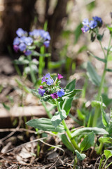Flowers, flowering grass, greenery, background, Wallpaper, landscape gardening, nature, walk in the Park, medunitsa, wild plant, medicinal herbs, herbal decoctions