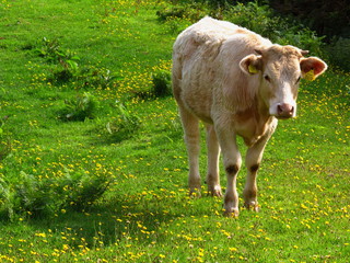 Naklejka na ściany i meble young white cow standing in a fresh green meddow with yellow flowers, looking up, eco farming, orgnic farming