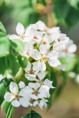 Blooming branches of Apple trees, spring, trees in bloom, arrival of birds, nesting, future fruits, blooming garden, beauty, background, Wallpaper, nature, decoration