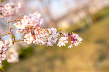 桜桜