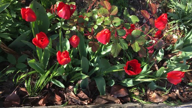 Blooming red tulips with green leaves sunny spring urt.