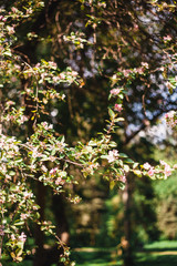Blooming branches of Apple trees, spring, trees in bloom, arrival of birds, nesting, future fruits, blooming garden, beauty, background, Wallpaper, nature, decoration