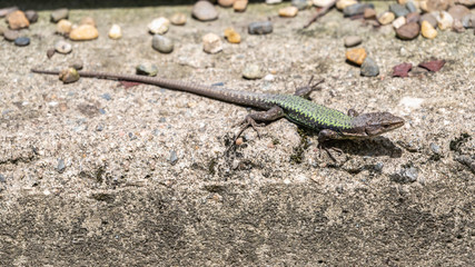 Naklejka na ściany i meble Green Lizard sits on a stone under the sun
