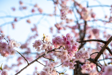 桜桜