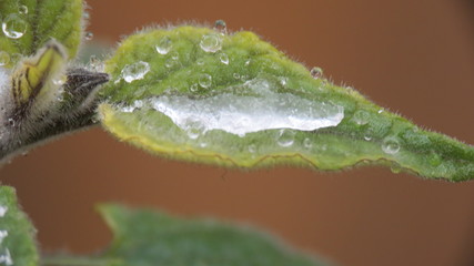 Neve macro