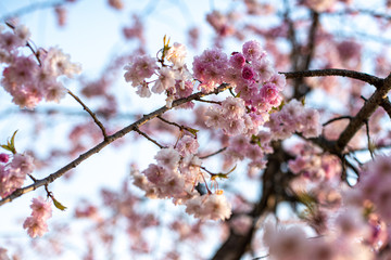桜桜