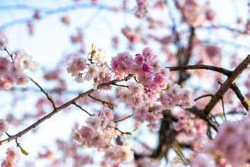 桜桜