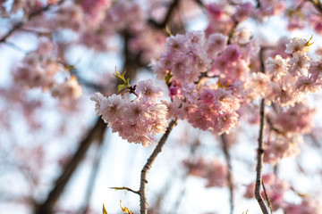 桜桜