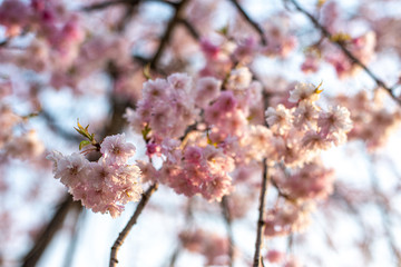 桜桜
