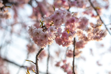 桜桜