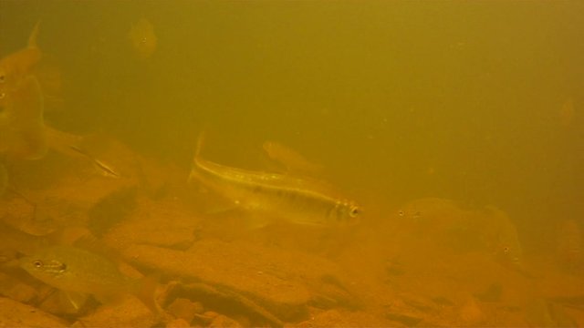 Sunfish and blacknose dace swim in silt laden water.