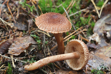 Tricholoma vaccinum, known as the russet scaly tricholoma, the scaly knight, or the fuzztop, wild mushroom from Finland