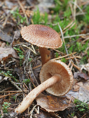 Tricholoma vaccinum, known as the russet scaly tricholoma, the scaly knight, or the fuzztop, wild mushroom from Finland