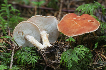 Cystodermella cinnabarina, known as cinnabar powdercap, wild mushroom from Finland