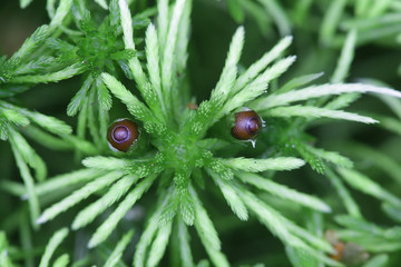 Sphagnum girgensohnii, known as Girgensohn's bogmoss, Girgensohn's sphagnum or common green peat moss