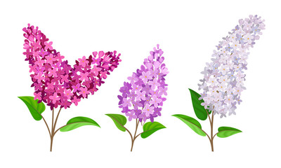 Lilac or Syringa Flowers with Showy Blossom Isolated on White Background Vector Set