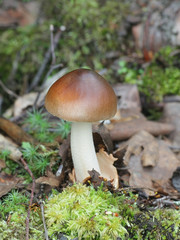 Amanita fulva, commonly called the tawny grisette, wild mushroom from Finland