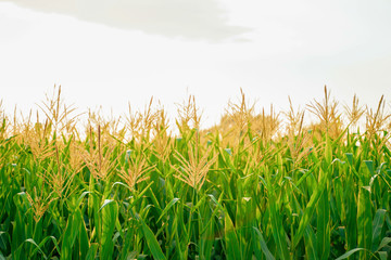 Fototapeta premium A green field of corn in india