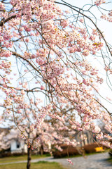 桜桜